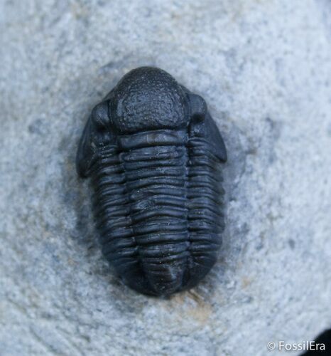 Small Gerastos Trilobite From Morocco #2079